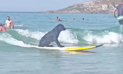 foto 1   caine surfjpg jpg