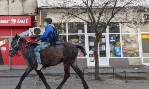 1 calul din iasi jpg jpeg