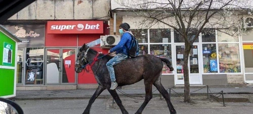 1 calul din iasi jpg jpeg
