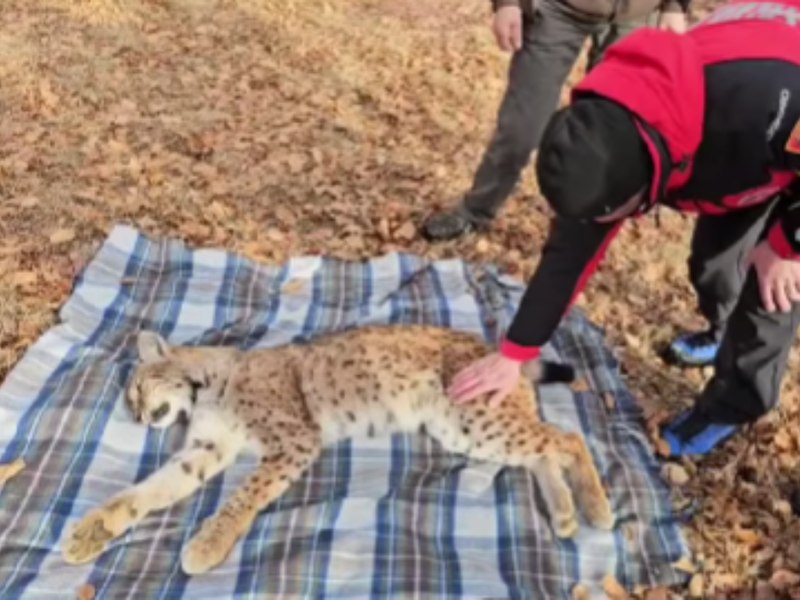 Salvamontiștii au recuperat un râs căzut într-o fântână de peste 10 metri. Starea în care se află felina