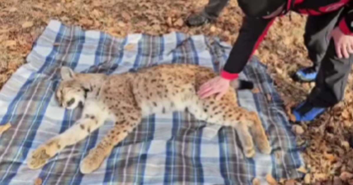 Râs salvat dintr-o fântână adâncă de 15 metri în Munții Parâng