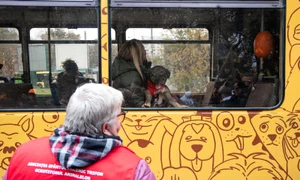 tramvai iasi proprietari animale 04 foto Mihai Chirica jpg