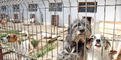 Patrupedele caută stăpân