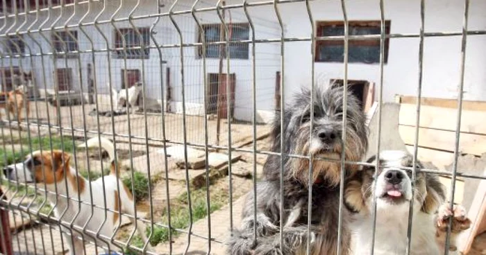 Patrupedele caută stăpân