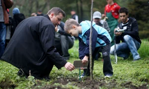 plantare copaci 1 jpeg