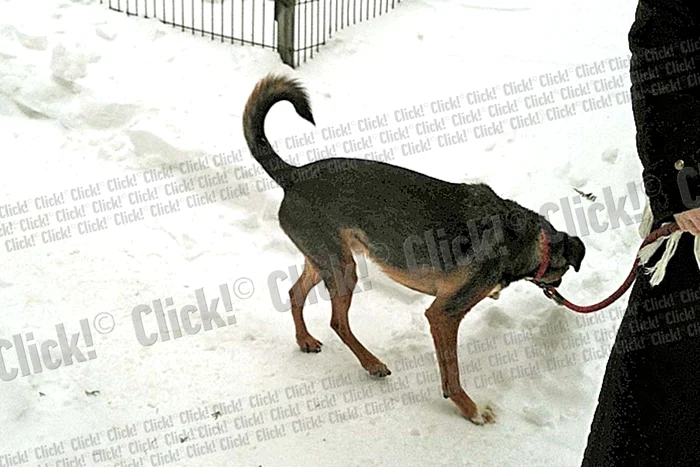 † Marioara Murărescu a murit la 66 de ani, după o lungă suferinţă