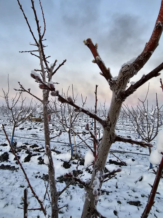 Înghețul din primăvara trecută a afectat producția de fructe FOTO: arhiva Daniel Pavel