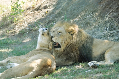 Grădina Zoologică din Galaţi s-a redeschis după patru ani de modernizări, iar vedetele incontestabile sunt cele patru feline ale cunoscutului interlopFoto: Zoo Galaţi