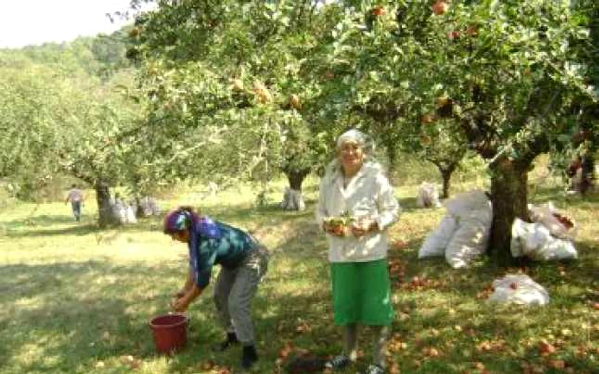 Turnu Severin: Fermierilor li se strică merele, pentru că nu au piaţă de desfacere