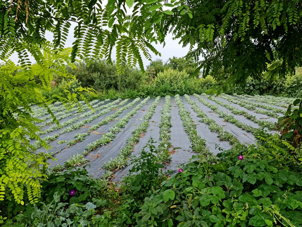 Plantele sunt protejate cu o folie antiburuiană FOTO arhiva personală