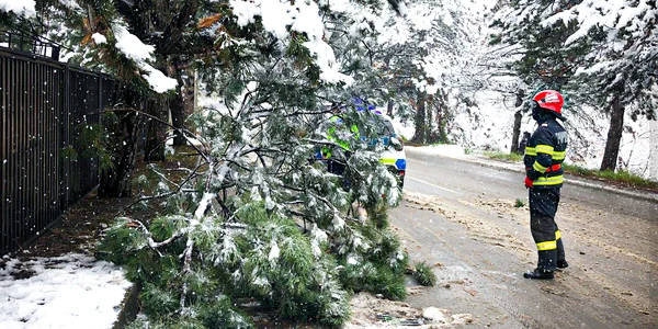 Arbori rupti FOTO ISU Suceava png