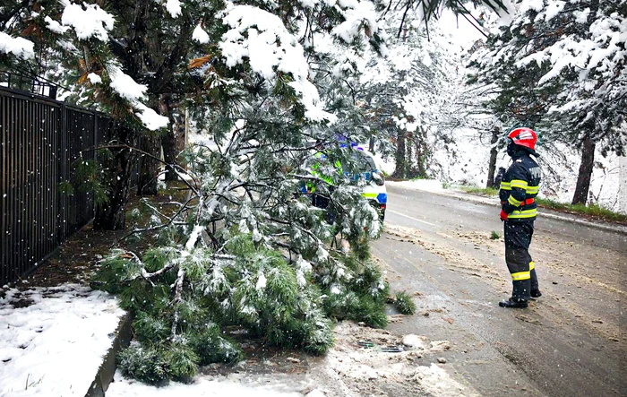 Arbori rupți. FOTO ISU Suceava
