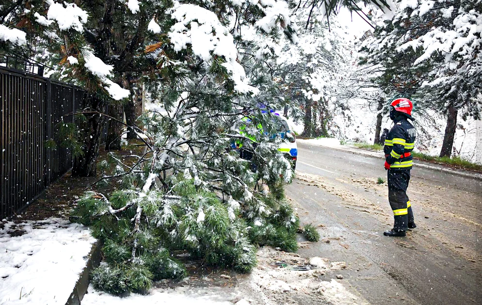 Arbori rupți. FOTO ISU Suceava