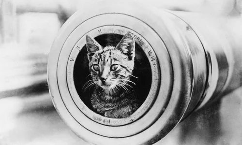 FOTO Pisicuţele trimise pe front în Primul Război Mondial jpeg