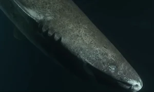 rechinul de groenlanda captura video jpg