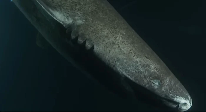 Rechinul de Groenlanda / foto: captură video