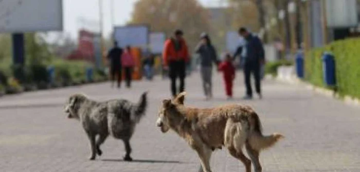 Craiova: Primul câine a căzut la pământ, din cauza caniculei