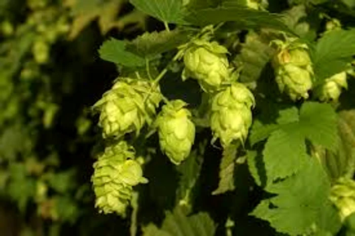 Terapia cu hamei are un efect calmant și reconfortantSursa foto: Click.ro