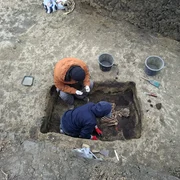 schelete flamanzi foto cosmin zamfirache (3) jfif