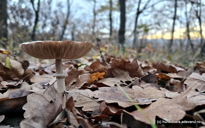 Frumusețea ascunsă a pădurilor poate fi descoperită în orice anotimp. Foto: Daniel Guță. ADEVĂRUL