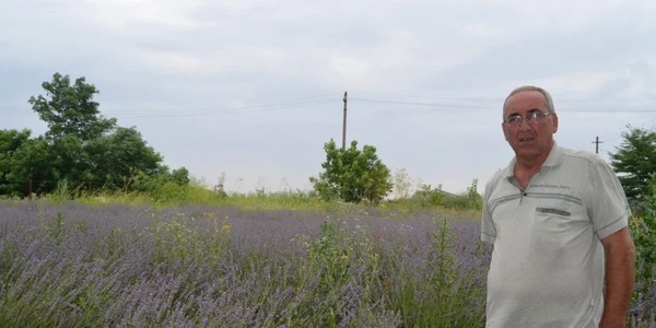 lavanda bragadiru
