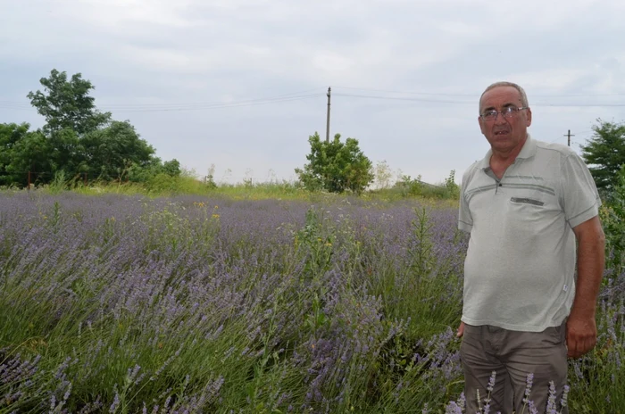 lavanda bragadiru