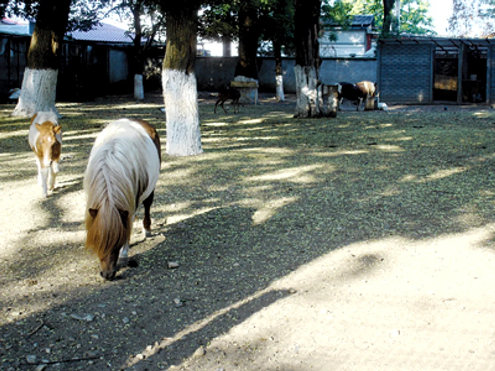 Arad: Parcul zoo de la Curtici, atracţie de weekend