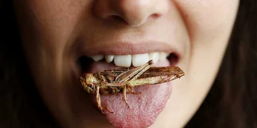 mananca insecte