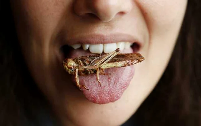 La Bruxelles are loc un eveniment dedicat educării
oamenilor în privinţa calităţii nutriţionale a insectelor. Cei care participă la întâlnire trebuie să mănânce
insecte, cum este această lăcustă/Imagini Business Insider/Reuters