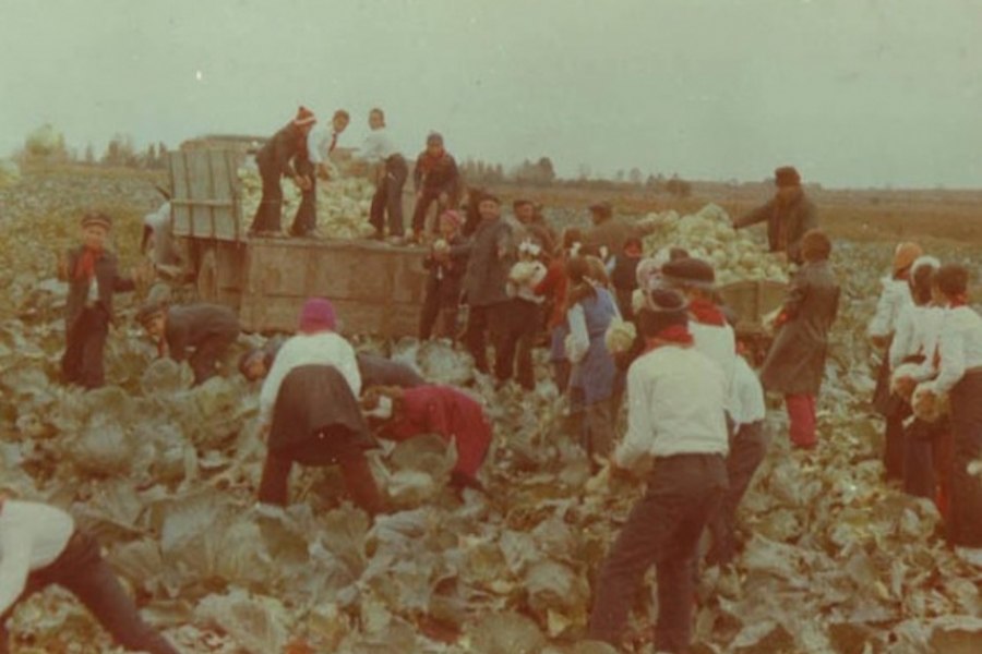 Ziua recoltei, sărbătoarea politizată de comuniști după ce „chiaburii“ au rămas fără batoze: „să fie încărcate la vagon şi date la topit, să le dăm și lor ceva bani ca să aibă de-o țigare“