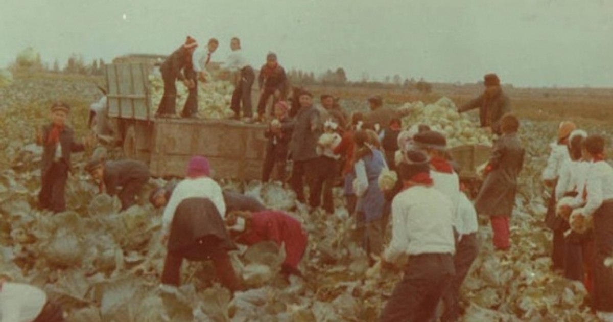 Ziua recoltei, sărbătoarea politizată de comuniști după ce „chiaburii“ au rămas fără batoze: „să fie încărcate la vagon şi date la topit, să le dăm și lor ceva bani ca să aibă de-o țigare“
