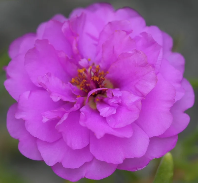 Portulaca grandiflora mov. Sursă foto: brgv.ro