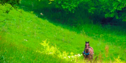 Dobrogea - Dumbrăveni Constanţa Sursa Facebook Comuna Dumbrăveni