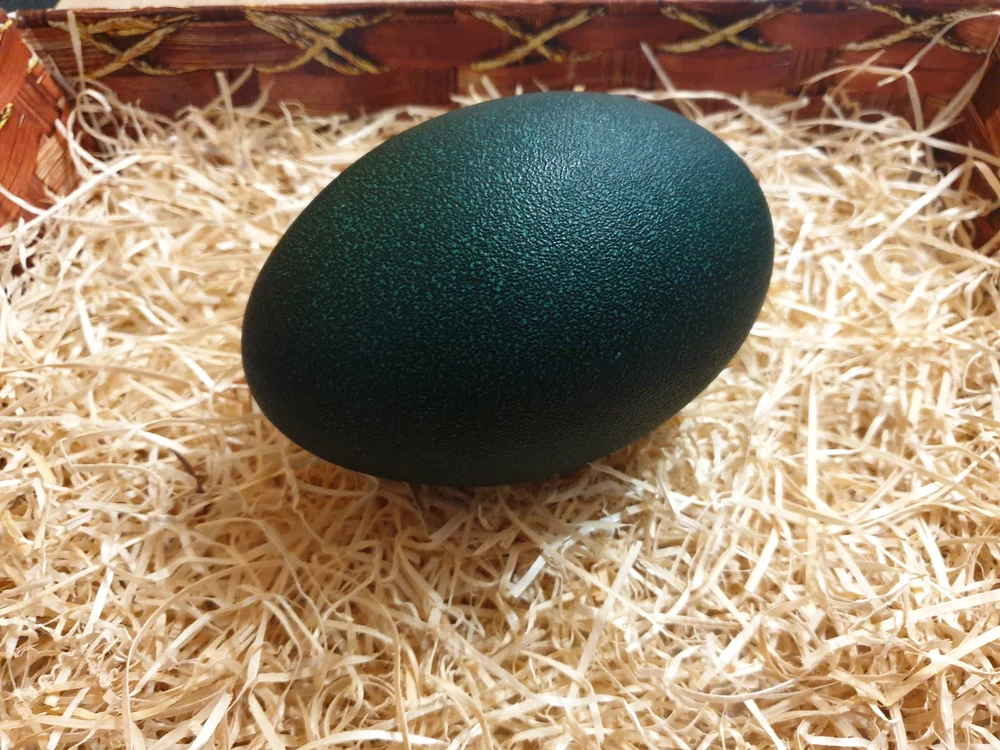 Ou de emu Foto A.V.