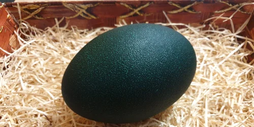 Ou verde de emu Foto A V  jpg