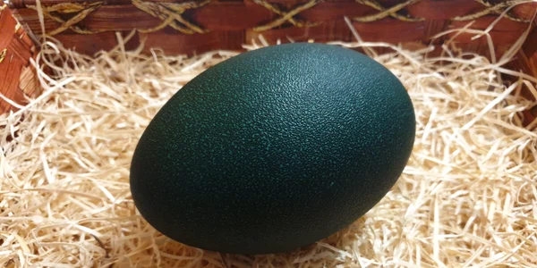 Ou verde de emu Foto A V  jpg