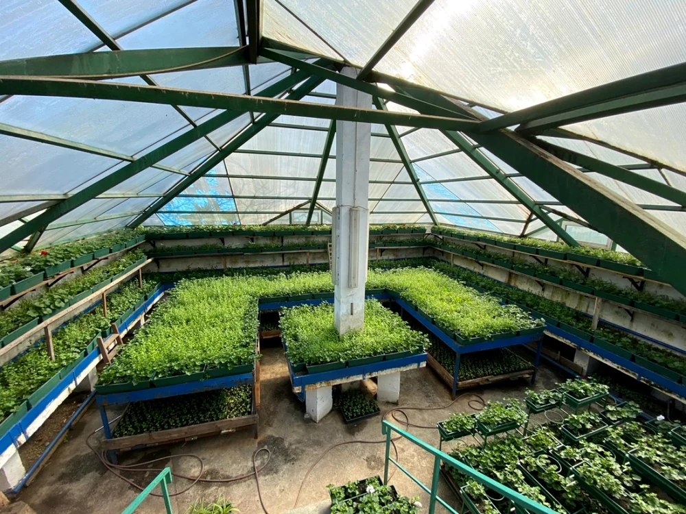 Serele de plante de la Mîndreşti