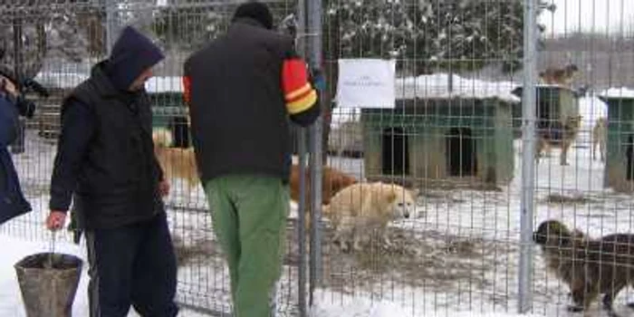 În ultima săptămână 12 câini au murit la Adăpostul de la Bucov