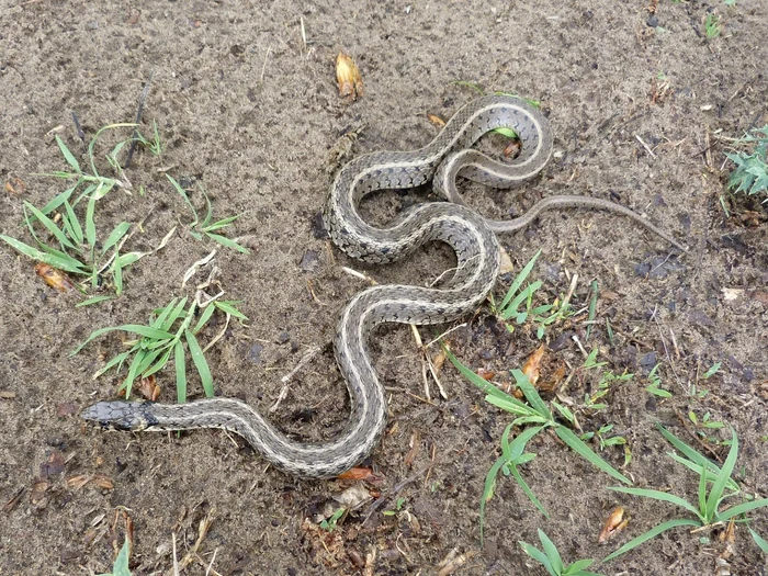 Comuna Pianu a fost invadată de zeci de reptile