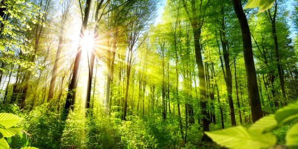 padure   shutterstock 393414121 jpg
