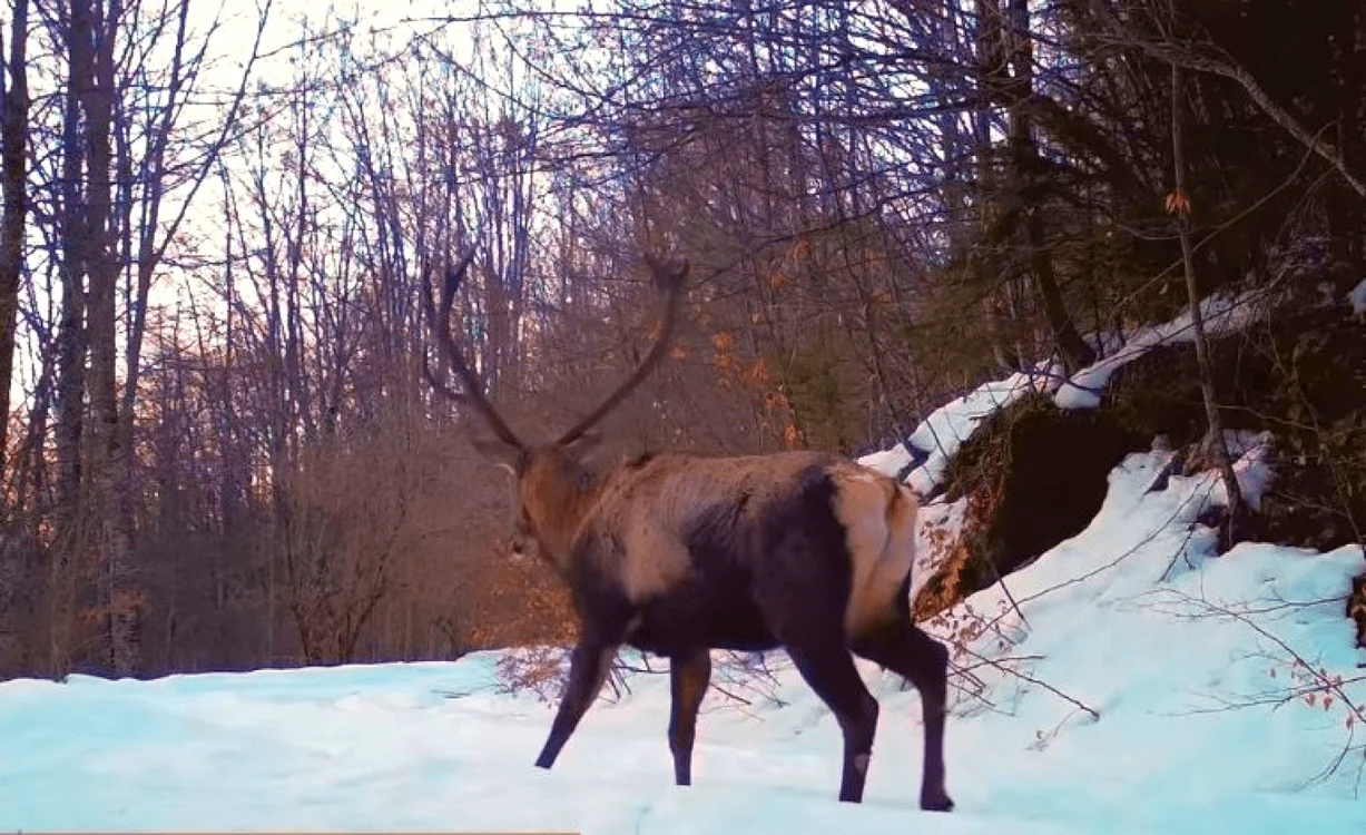 Exemplarul vânat a fost evaluat la câteva mii de euro FOTO Arhiva Adevărul