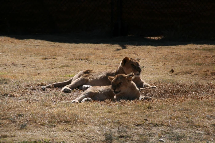 Cei doi pui de leu, Sara şi Hera, se recuperează în Africa