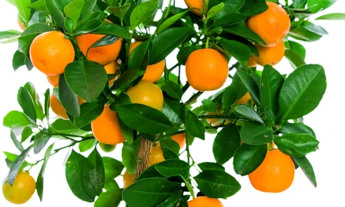 1 55967 original jpg jpeg