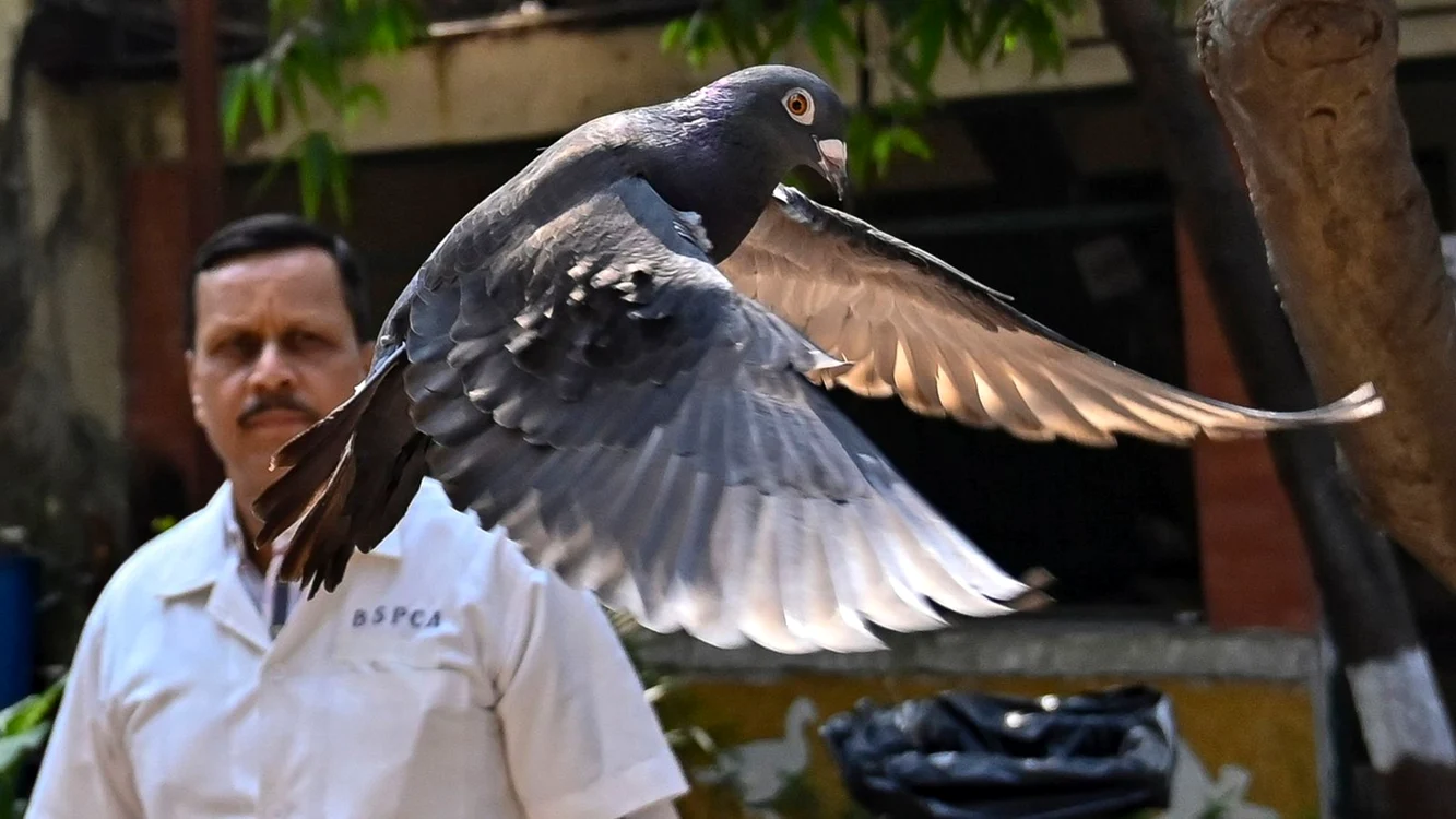 Porumbelul a fost eliberat după 8 luni / foto: Hindustan Times