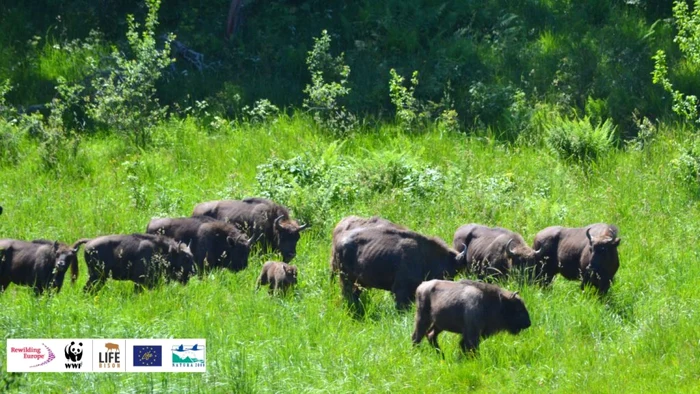 FOTO WWF România