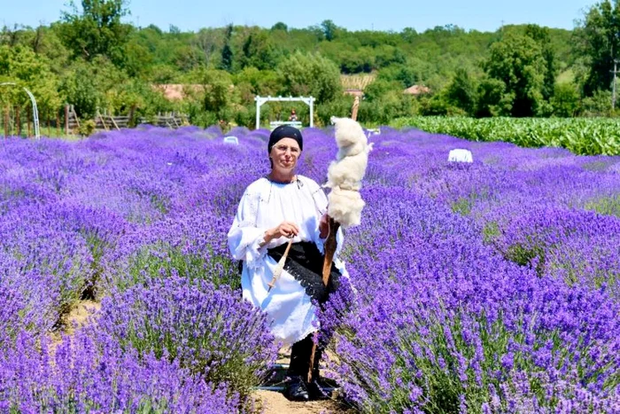 lavanda stremt alba