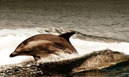 Ce s a întâmplat cu delfinii ucigaşi cumpăraţi de Iran de la sovietici? jpeg