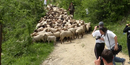 miei buzau