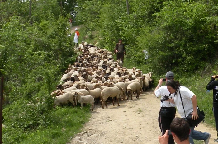 Mieii sunt scumpi deocamdată                                                                         FOTO Iulian Bunilă