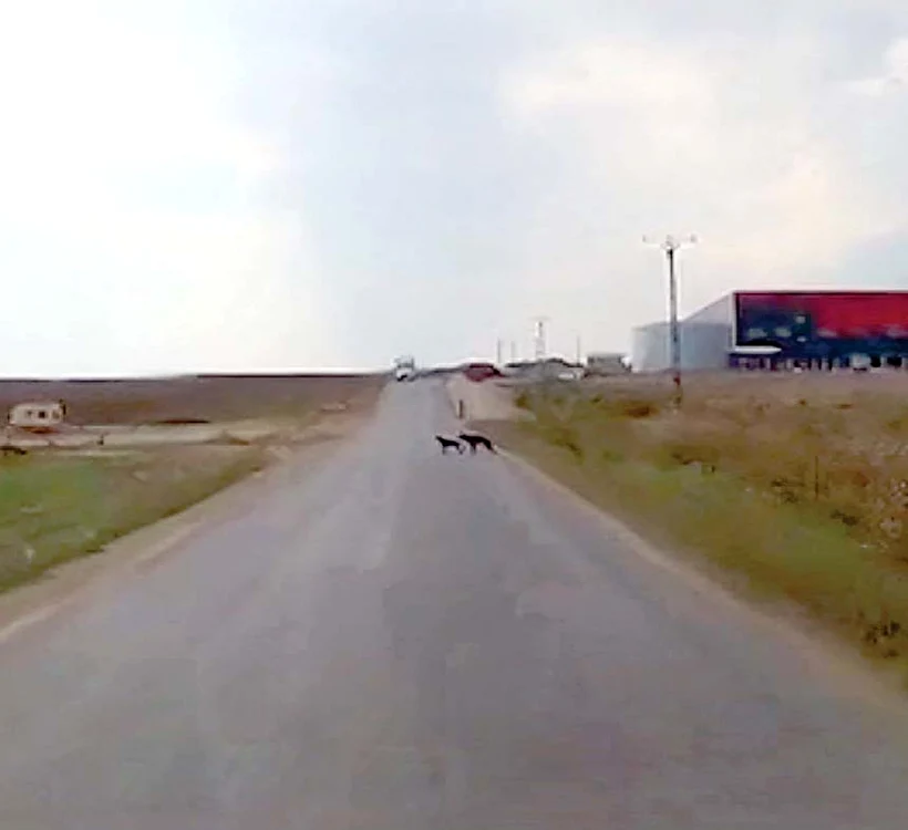Căţeaua şi puiul încearcă să treacă strada